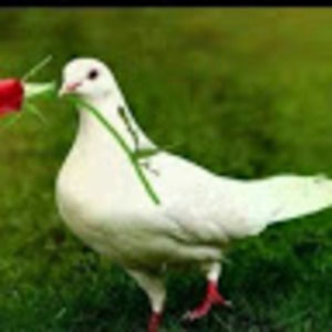 Meet your Posher, Sonia